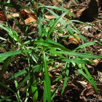 Rhinacanthus polonnaruwensis L.H.Cramer
